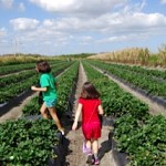 strawberry picking