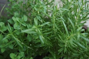 herbs picture