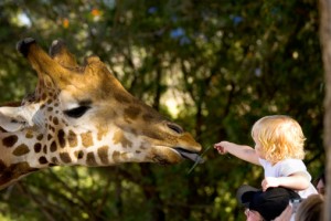 Little girl feeding giraffe