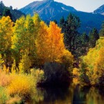 Leaf-Peeping With the Kids