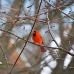 Treats for the Birds