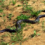 What to do if you and your kids encounter a Snake!