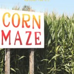 Fun Corn Mazes Around the United States